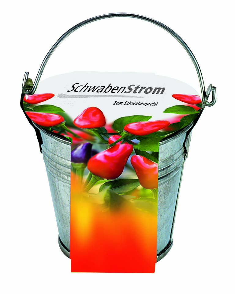 Zinkeimerchen Chili