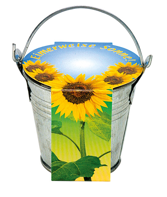 Zinkeimerchen Zwergsonnenblume