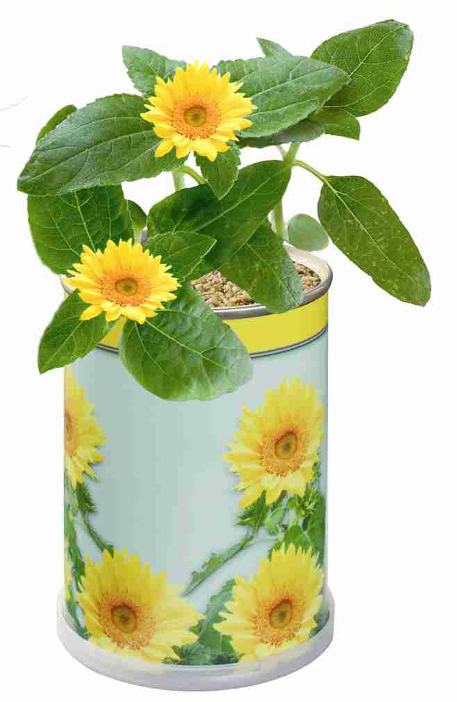Blumendose Sonne