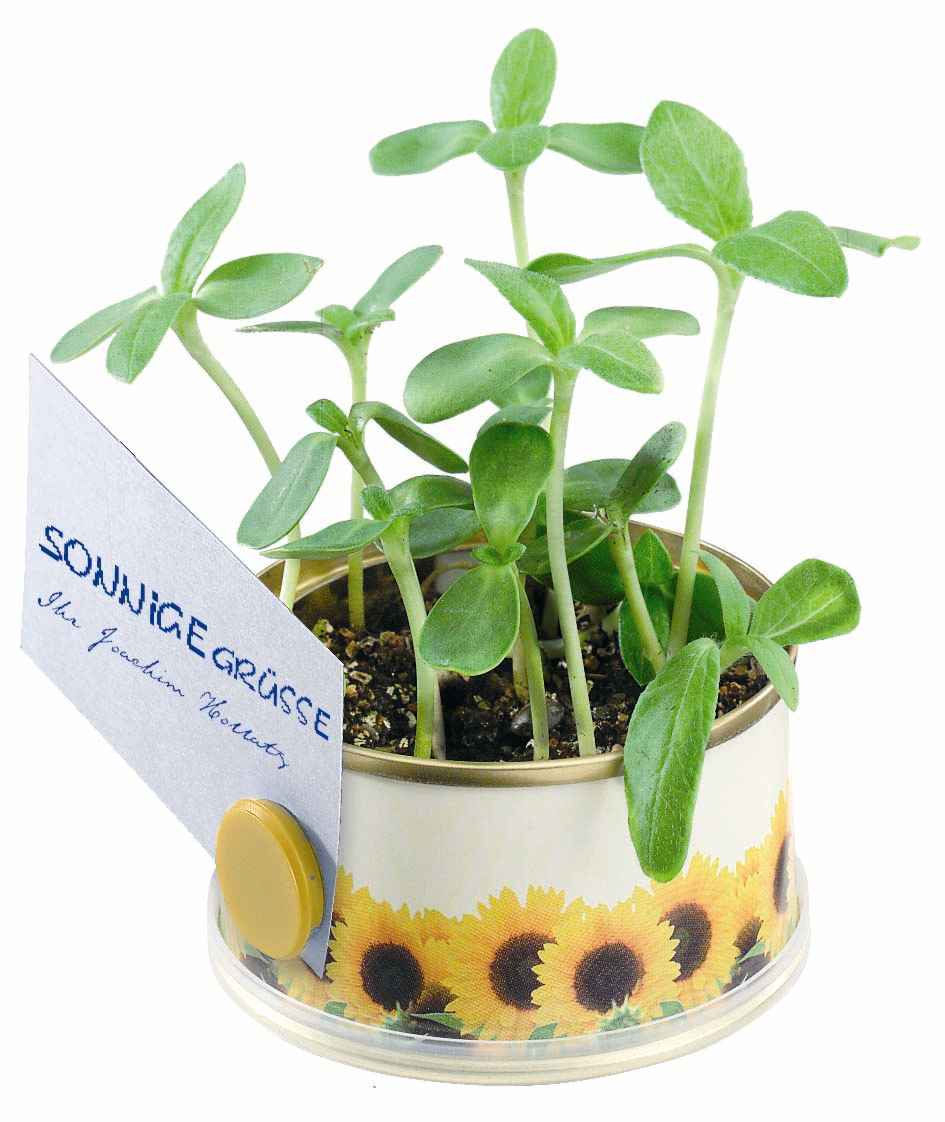 Minigarten Sonne mit Magnet