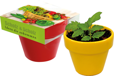 Naschgemüse Colour Cocktail Tomate