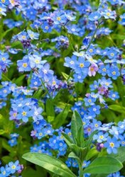 forget-me-not.jpg