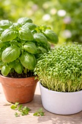 organic-basil_organic-cress