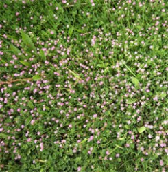 persian-clover.jpg